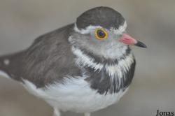 Charadrius tricollaris