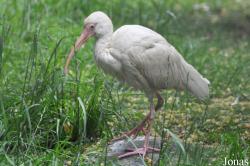 Volière im Stadtpark