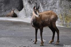 Wildpark Peter und Paul