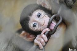 Plättli-Zoo