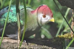 Vogelpark Steinen