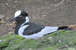 Vogelpark Steinen