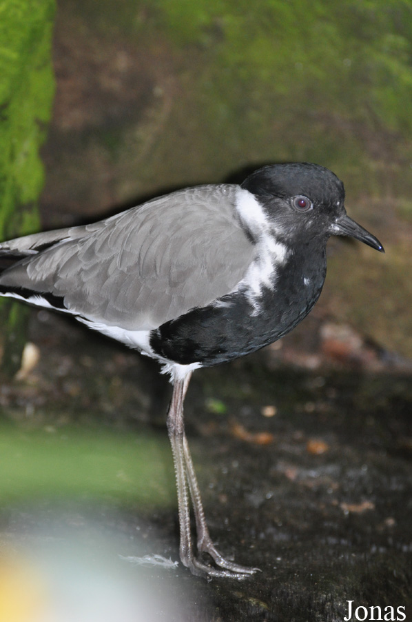 Vogelpark Steinen