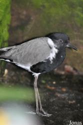 Vogelpark Steinen