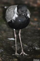 Vogelpark Steinen