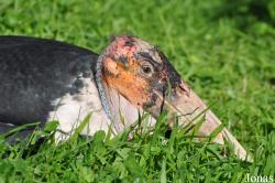 Vogelpark Steinen