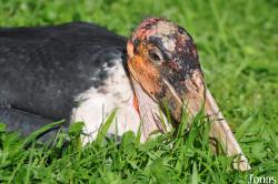 Vogelpark Steinen