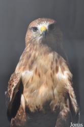 Vogelpark Steinen