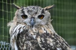 World of Owls