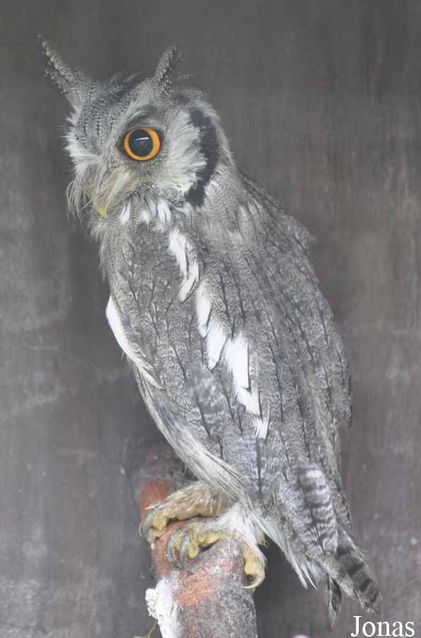 World of Owls
