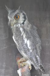World of Owls