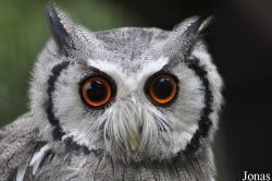 World of Owls