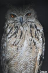 World of Owls
