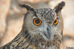 Bubo bubo interpositus