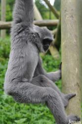 Belfast Zoological Gardens
