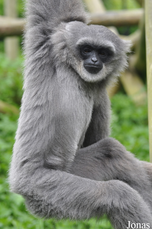 Belfast Zoological Gardens