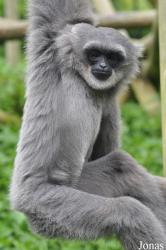 Belfast Zoological Gardens