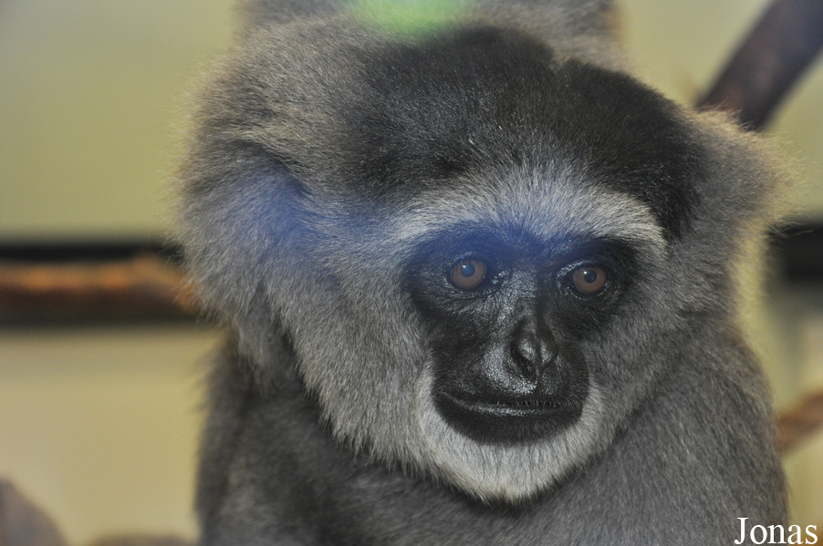 Belfast Zoological Gardens