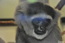 Belfast Zoological Gardens