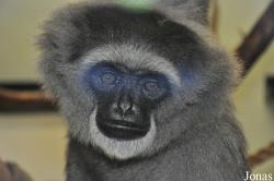 Belfast Zoological Gardens