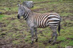 Belfast Zoological Gardens
