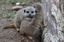 Belfast Zoological Gardens