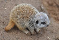 Belfast Zoological Gardens