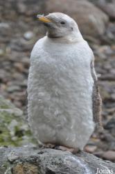 Belfast Zoological Gardens