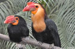 Rhabdotorrhinus leucocephalus