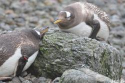 Belfast Zoological Gardens