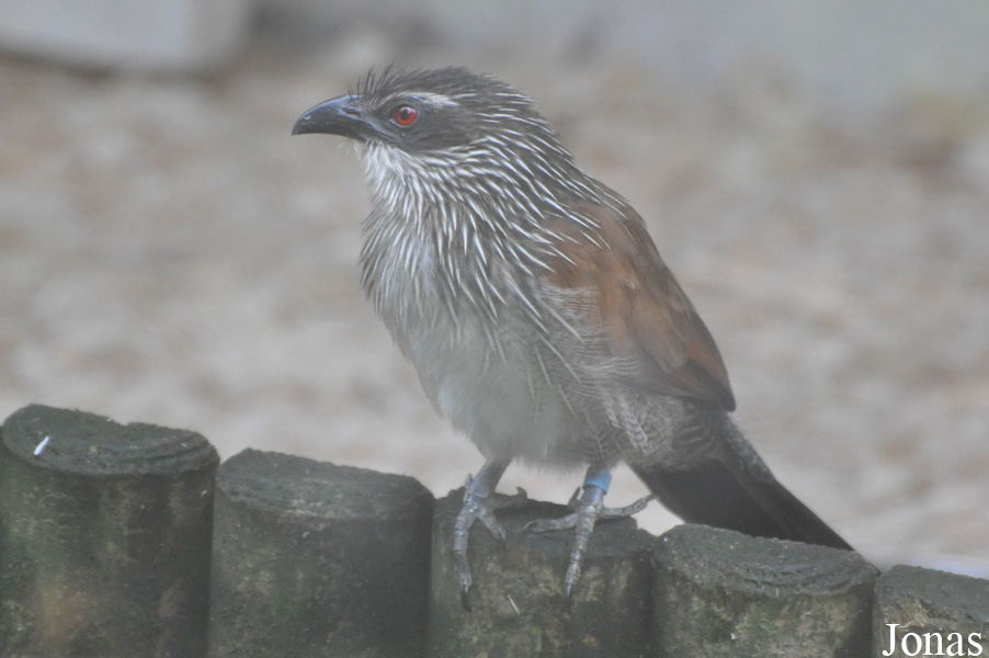 Belfast Zoological Gardens
