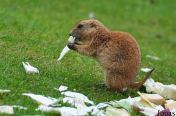 Belfast Zoological Gardens