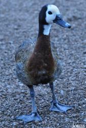 WWT Castle Espie Wetland Centre