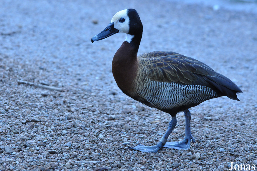 WWT Castle Espie Wetland Centre