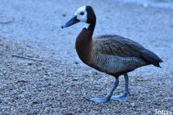 WWT Castle Espie Wetland Centre