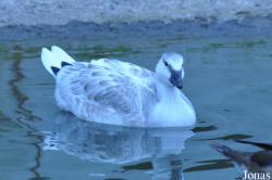 WWT Castle Espie Wetland Centre