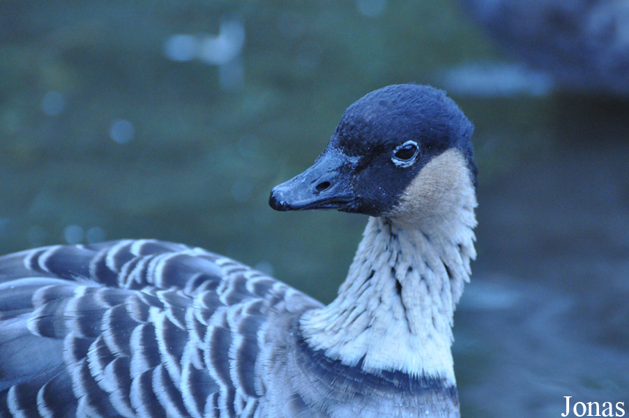 WWT Castle Espie Wetland Centre