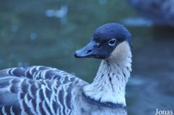 WWT Castle Espie Wetland Centre