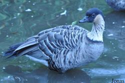 Branta sandvicensis