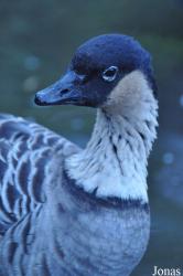 WWT Castle Espie Wetland Centre