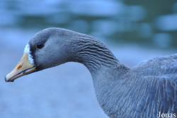 Anser albifrons flavirostris