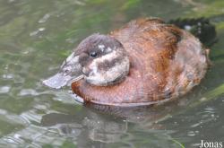 WWT Castle Espie Wetland Centre