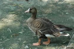 Anser albifrons
