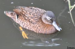 WWT Castle Espie Wetland Centre