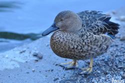 WWT Castle Espie Wetland Centre