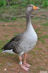 WWT Castle Espie Wetland Centre