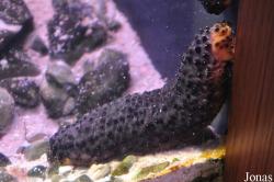 Aspidochirotida