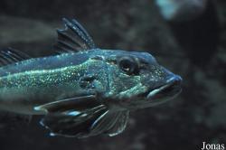 Triglidae