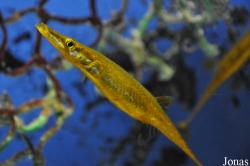 Gasterosteidae