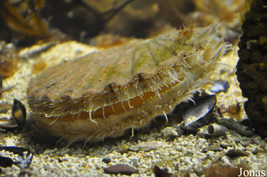 Galway Atlantaquaria